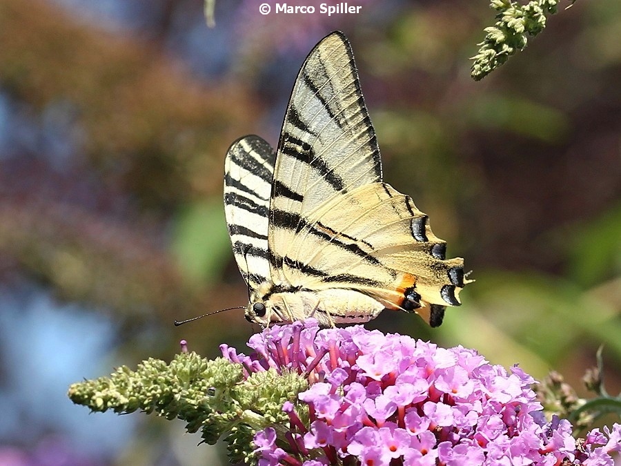Iphiclides podalirius
